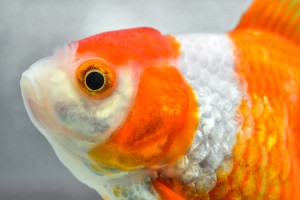 「魚の目」で市場の流れを読む